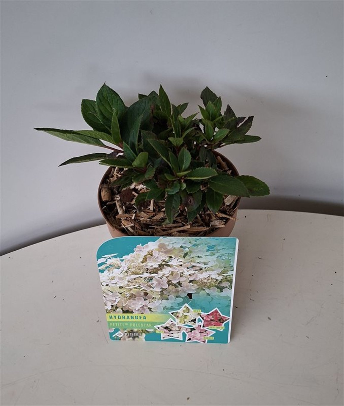 Hydrangea pan. 'Polestar' - C1,5